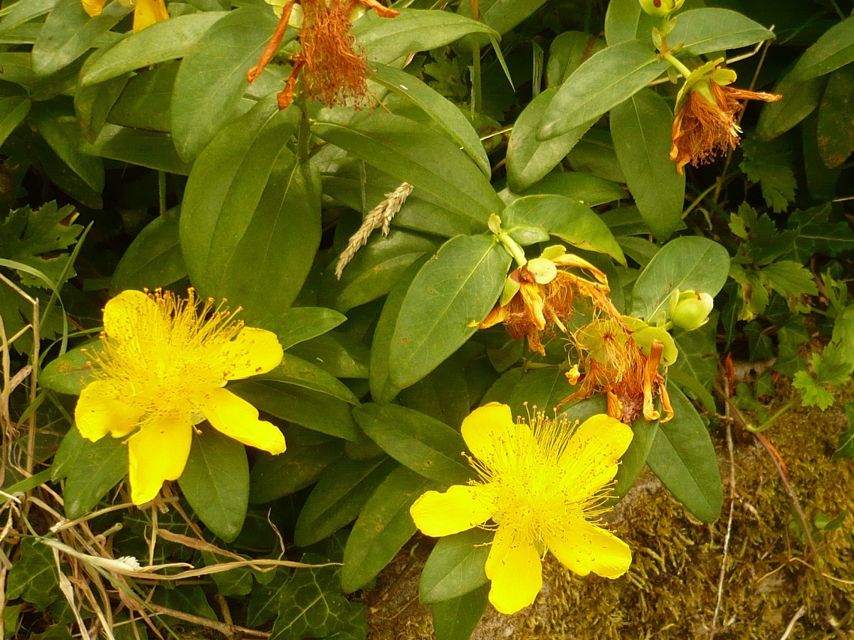 Hypericum calycinum (Hypericaceae)